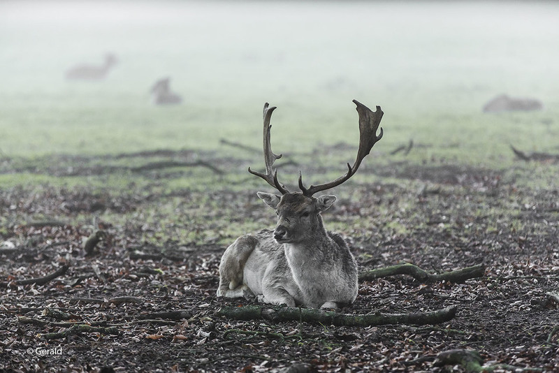 Fallow-deer in the fog