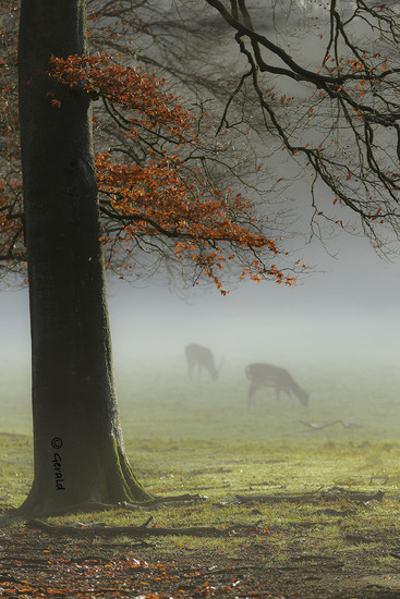 Fallow-deer in the morning fog