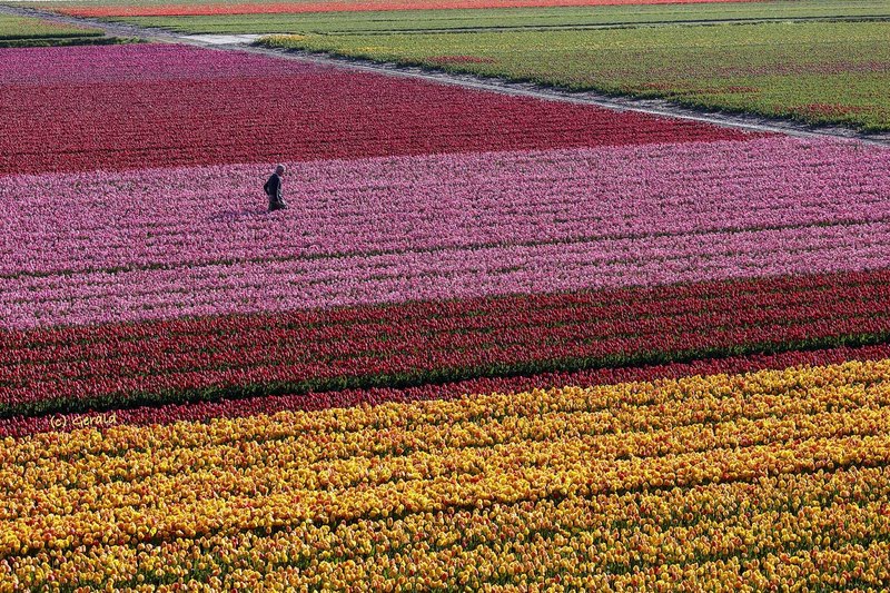 Tulip flowers in the field