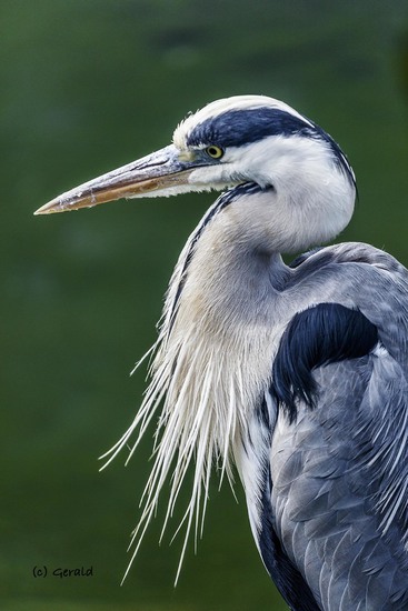 Blue heron