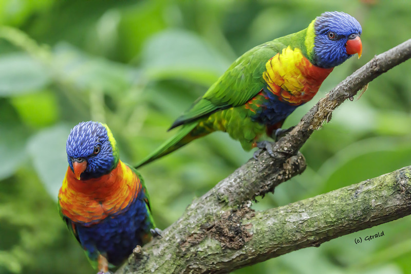 A pair of parrots (lori's) from the Blue Mountains
