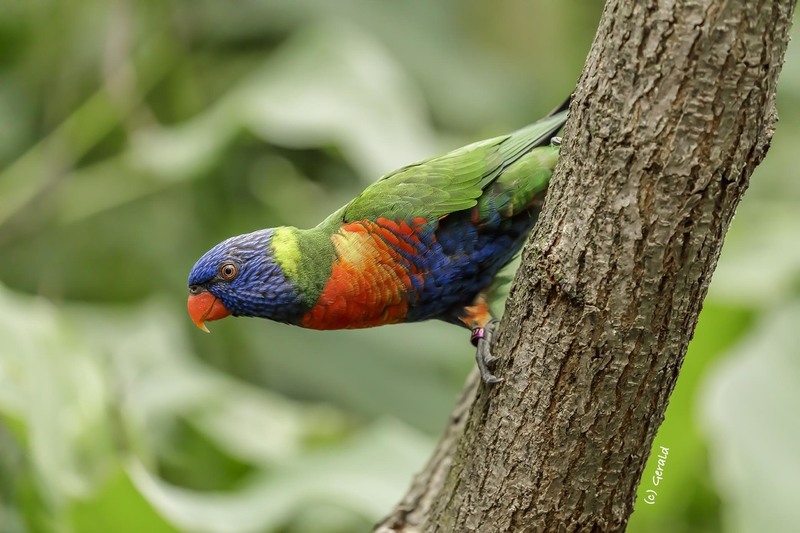 Parrot (lori) from the Blue Mountains