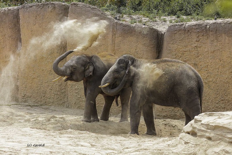 Elephants sandblasting themselfs