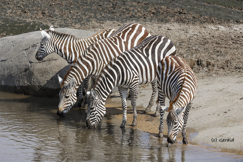 Zebras