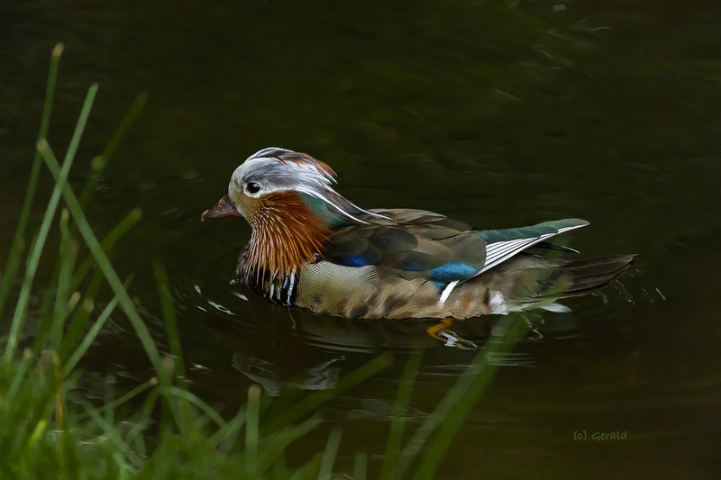 Mandarin duck