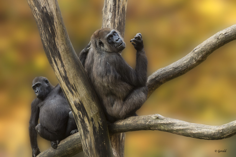 Mother Gorilla with child
