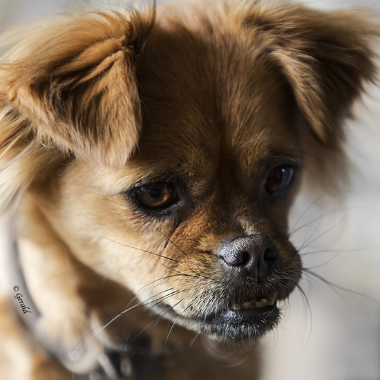 My undivided attention