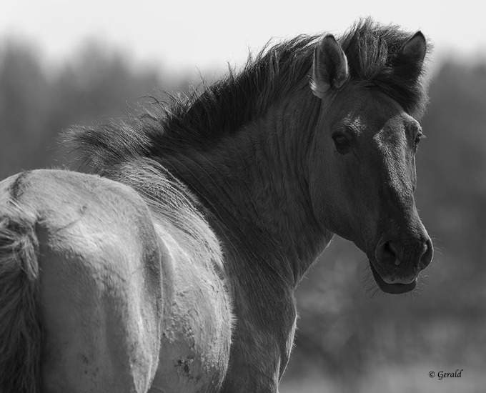 Konik horse