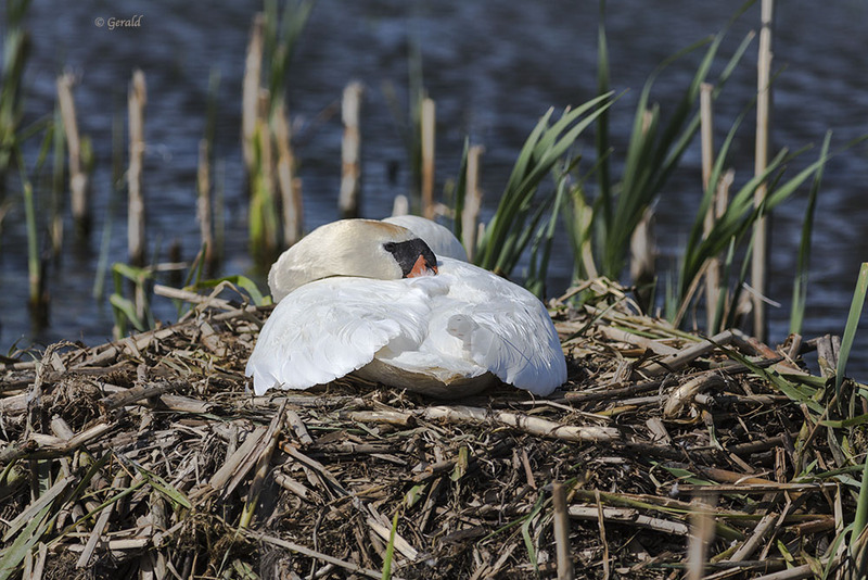 Mute swan