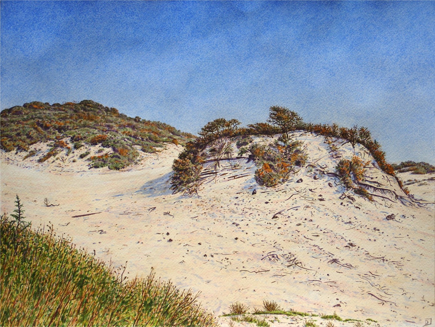 Afternoon in the Noordduinen