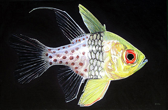 Pyama kardinaalbaars