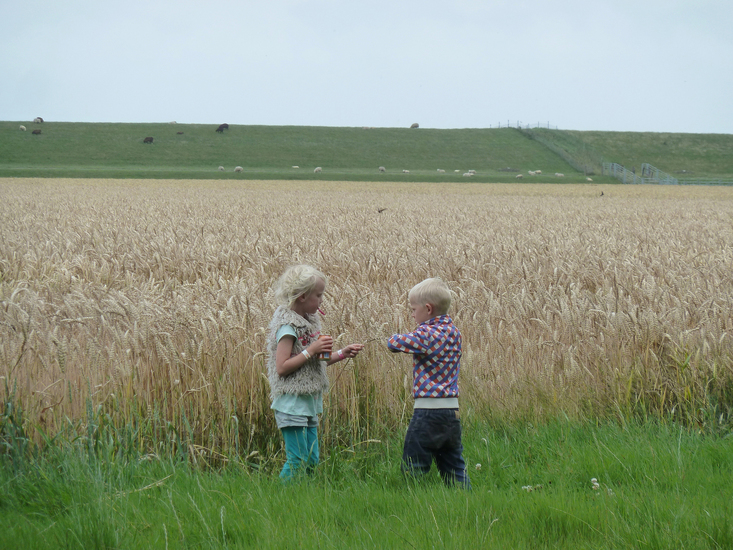 Childeren of the corn