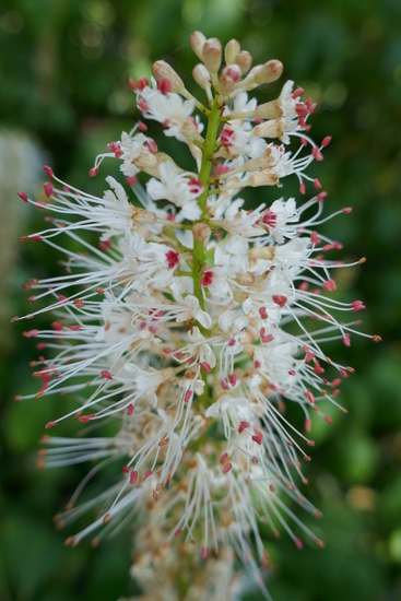In de tuin van Goethe's tuinhuis