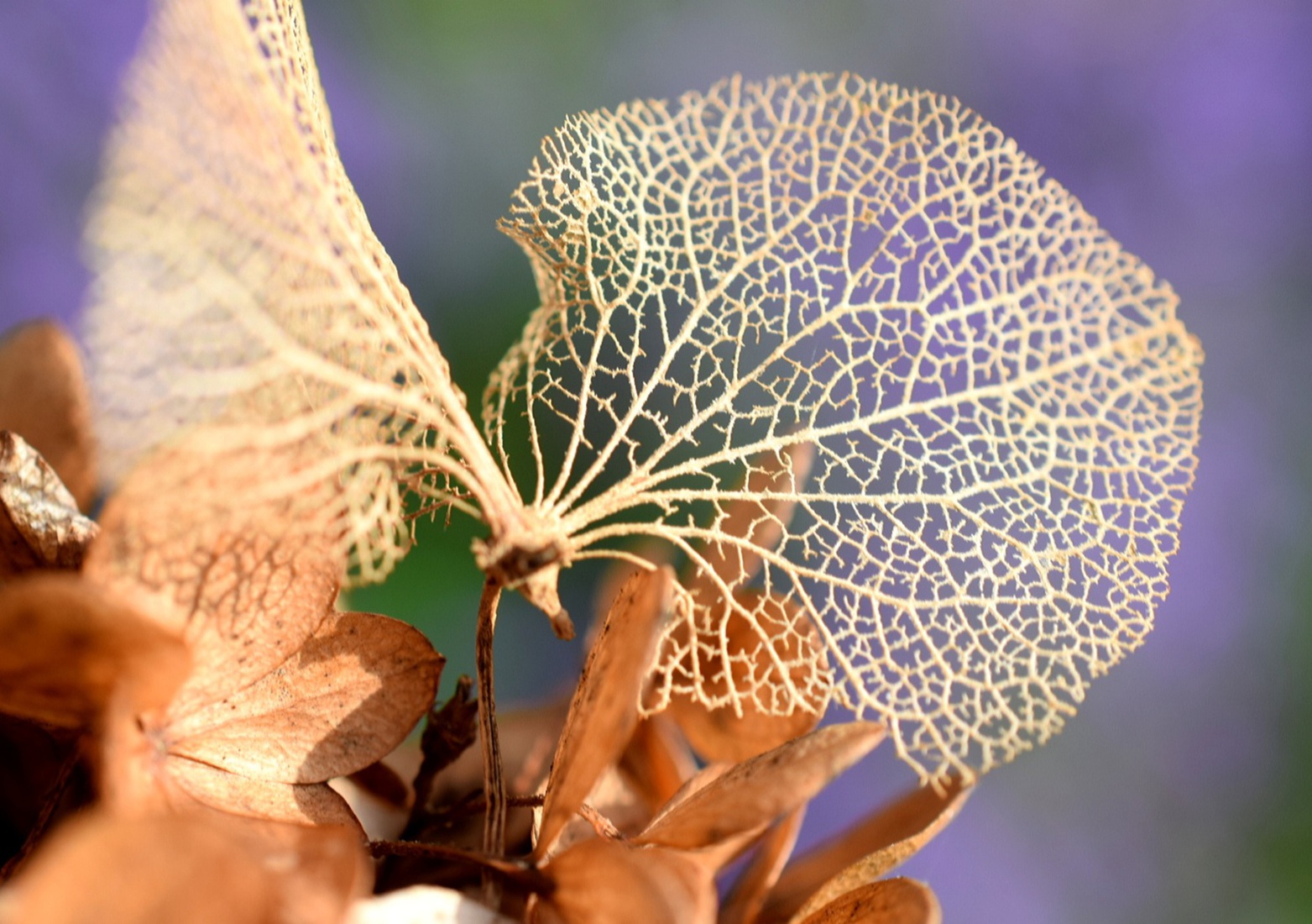 Hortensia uitgebloeid 