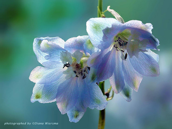 Blue Delphinium