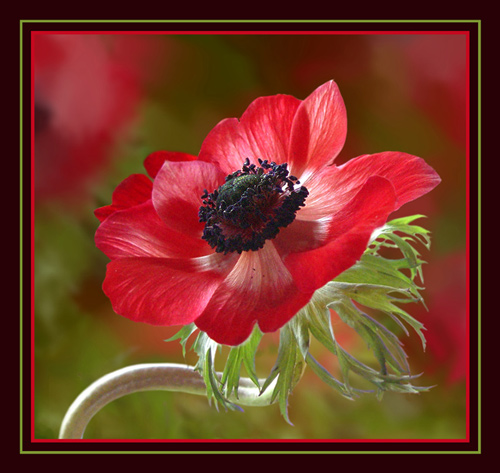 Red Anemone