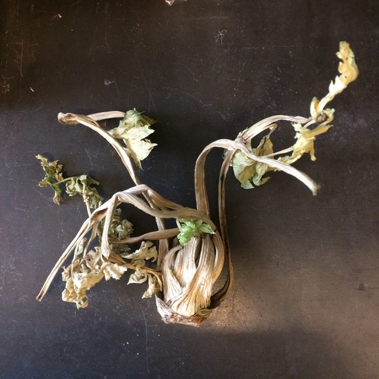 DARK - Celery