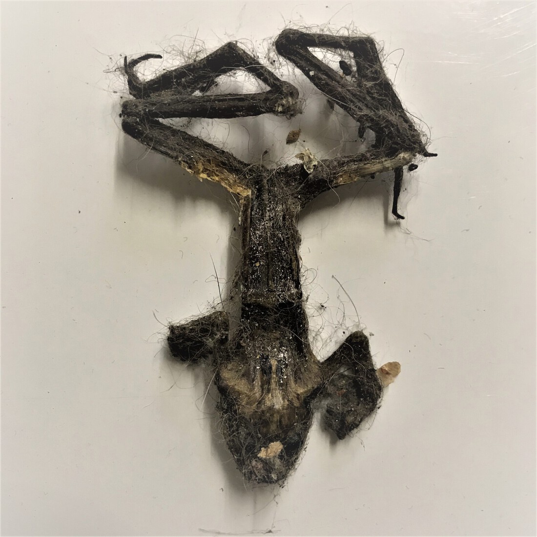 Dry frog