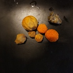 DARK is serie donkere foto's van 20 x 20 cm. Het zijn kleine werkjes die met elkaar een groep vormen, maar ook op zichzelf staan. Het werk is donker en fris tegelijk, waarin opnieuw vergankelijkheid en schoonheid het thema zijn.