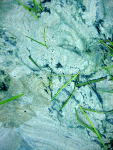 WATERCOLOUR is een serie waarin betoverende kleuren van blauwalg zijn te zien. De officiële naam voor deze groep bacteriën is Cyanobacteria, afgeleid van de kleur cyaan (blauw-groen) omdat de blauwe kleurstof fycocyanine deze groep kenmerkt. Deze bacterie moeten we niet bestrijden, we moeten het om zijn schoonheid koesteren.