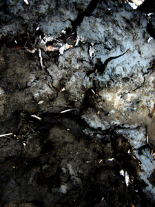 DARK LEAVES & EARTH bestaat uit foto's van natte, zompige aarde en klei. Donkere materie. Maar hoe meer ik inzoom hoe mooier de kleuren en de details. Wat een wereld!