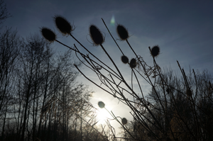 In de polder ben ik in opgegroeid, ik struinde als kind graag langs de sloten. Dat doe ik nog steeds graag. Hier in de polder rondom Zoetermeer. De kleuren waren prachtig die dag.