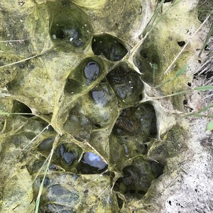 WATERKANT is een doorlopende serie. Als kind liep ik graag langs de waterkant in de polder. Ik doe dat nog steeds graag en raak steeds weer geïntrigeerd door de weerspiegeling met het water.