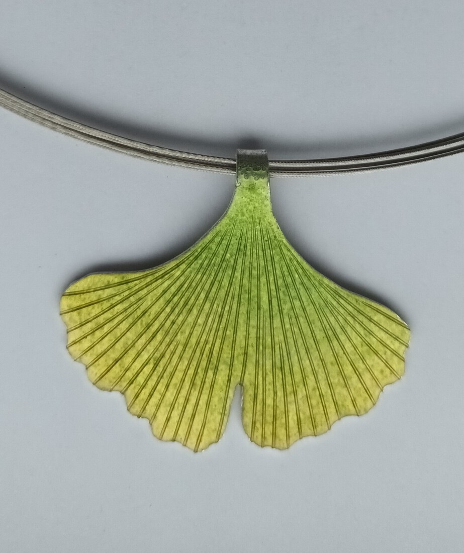Hanger ginkgo biloba