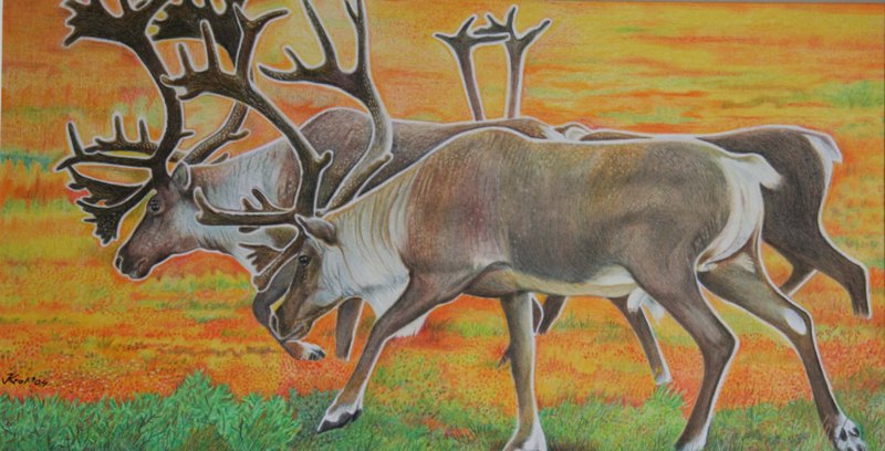 Rendieren in de herfst