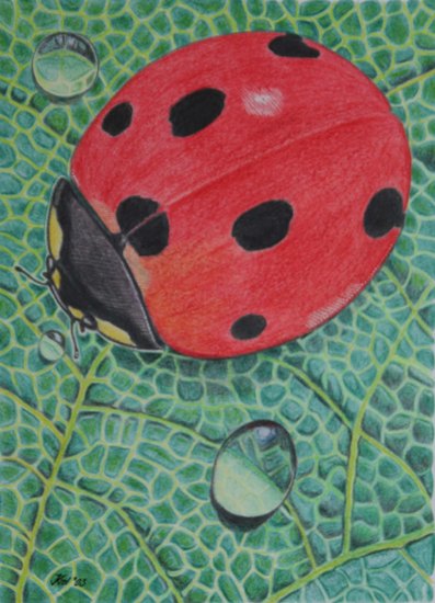 Geweldloosheid in vergrote vorm