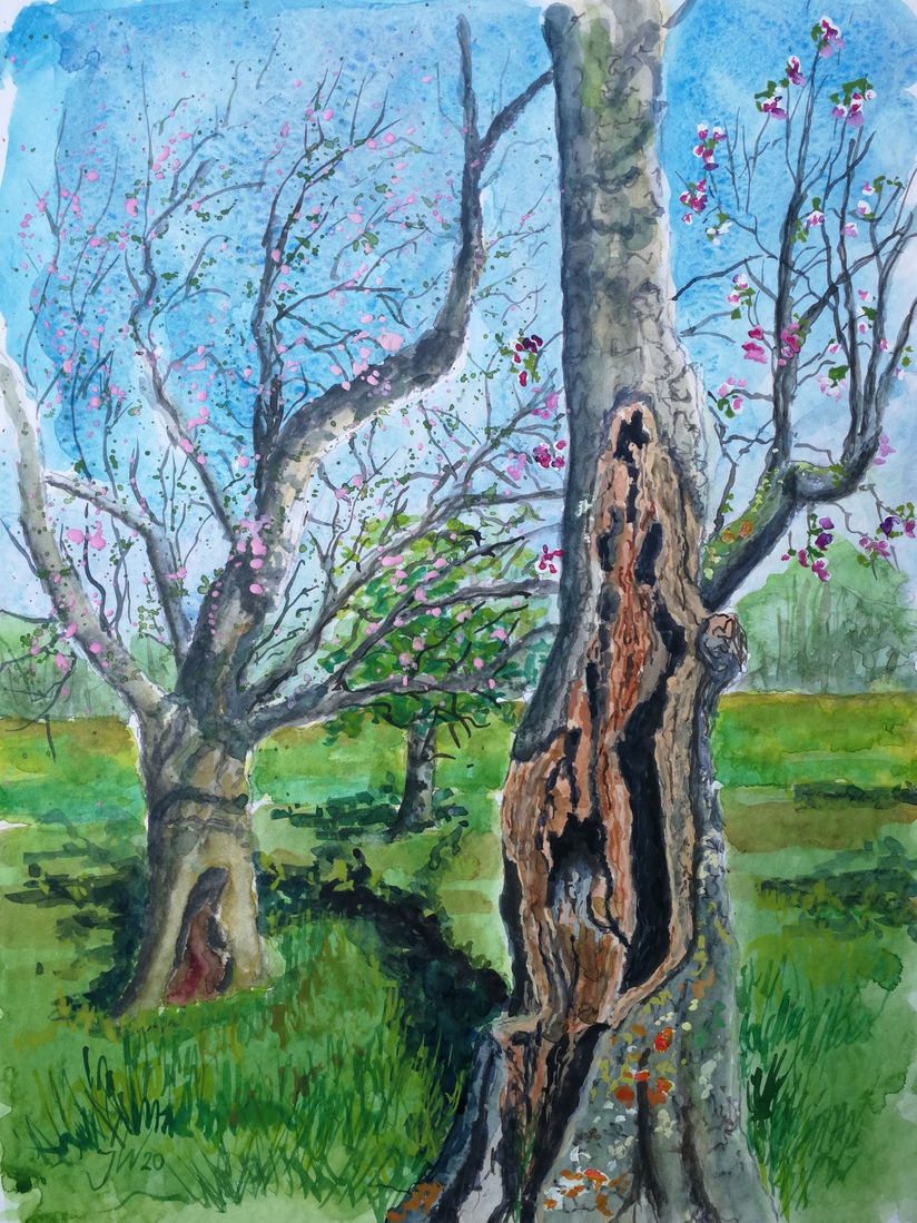 oude boomgaard Bronsbergen