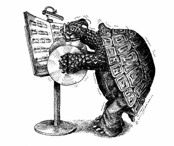 Bekkenschildpad (zwart/wit)