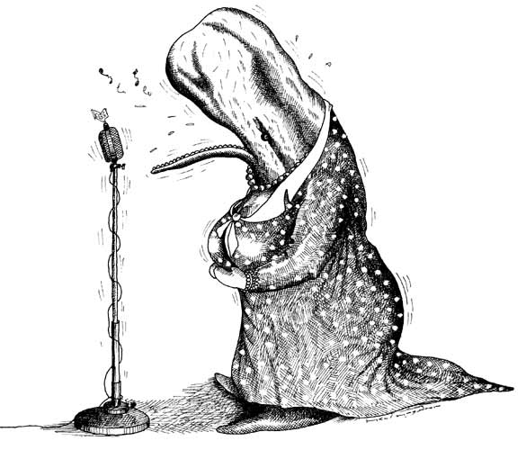 Sopraan potvis (zwart/wit)