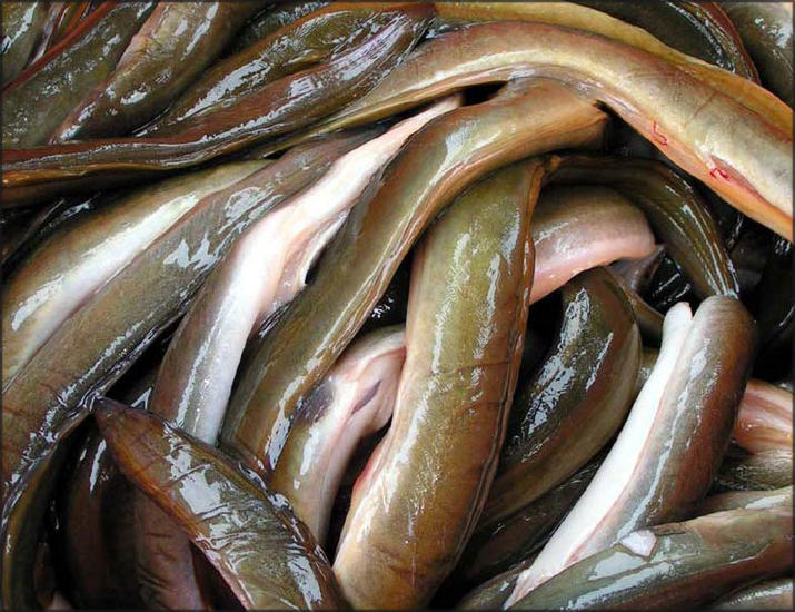 EEL