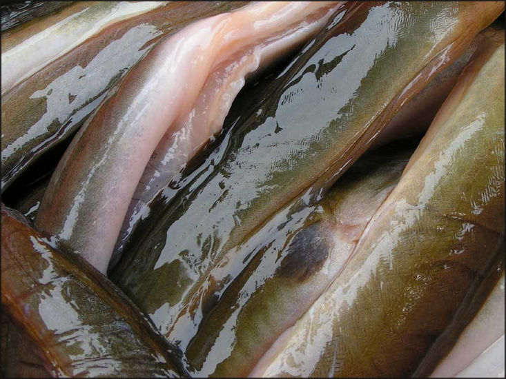 EEL 2