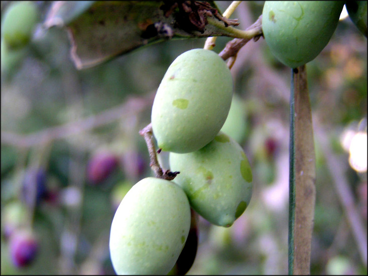 OLIVES 1