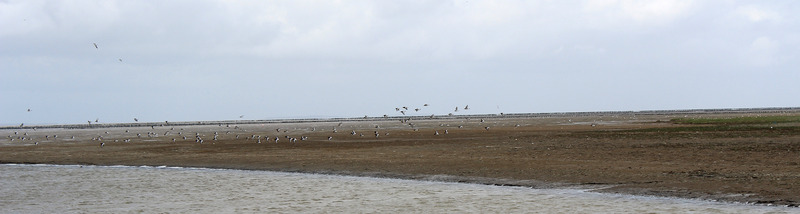 Een vlucht Scholeksters.