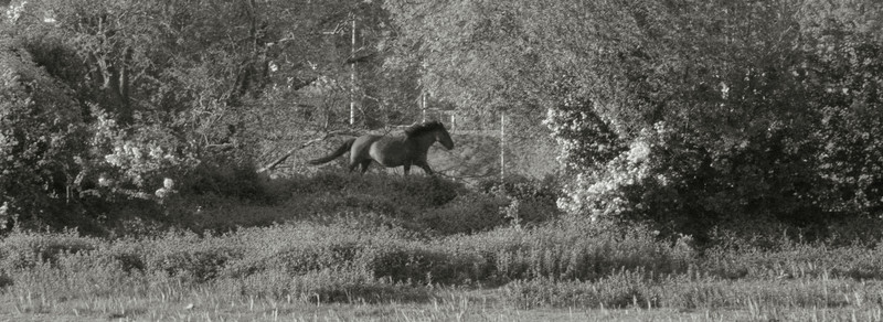 Wild Paard Z/W