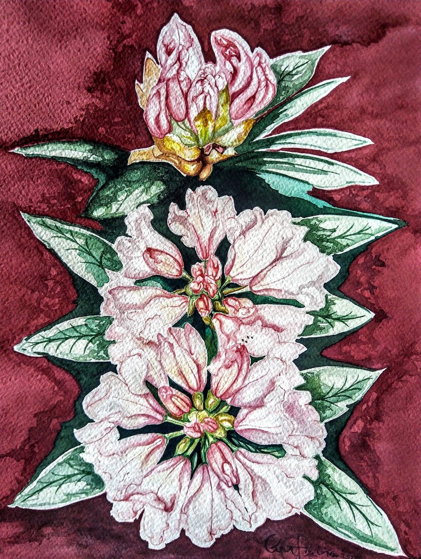 Bloemen - Flowers _ Flores Rododendro