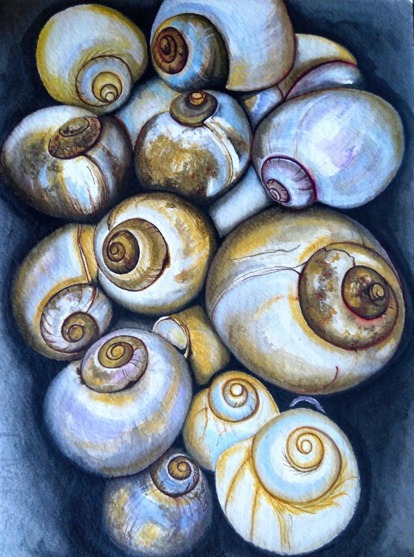 Cacaroles - Snails - Slakken