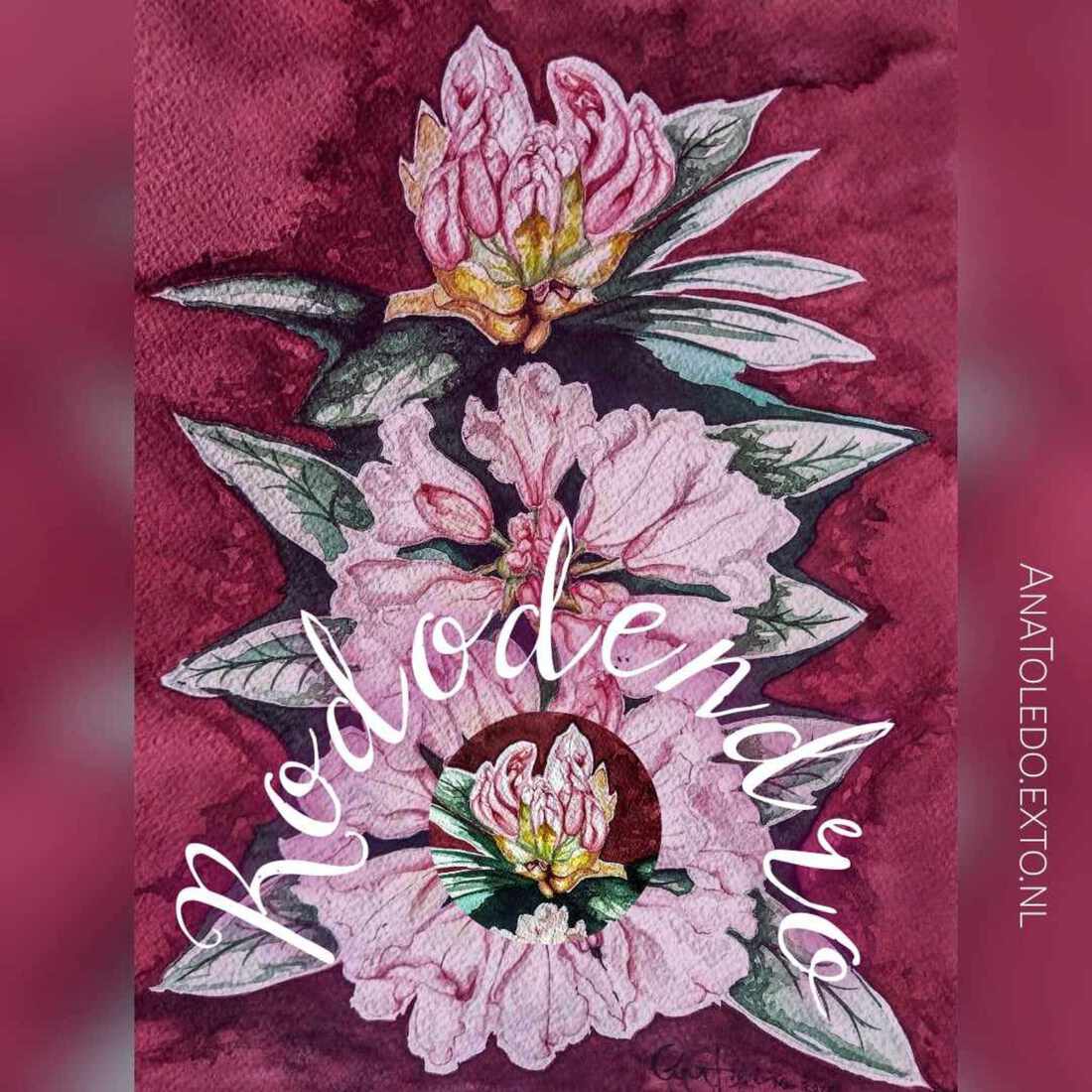 Bloemen - Flowers _ Flores Rododendro