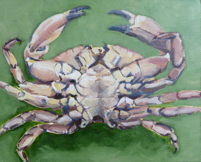 Noordzeekrab - Cancer Pagurus