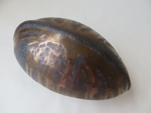 Vormen gerelateerd aan schilden van kevers.