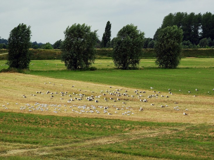 seagulls in the fields