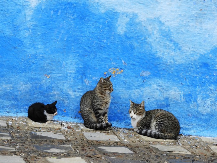 cats in Chefchaouen