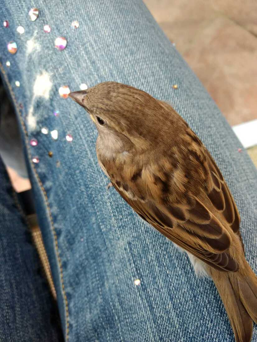 a little birdie on my leg