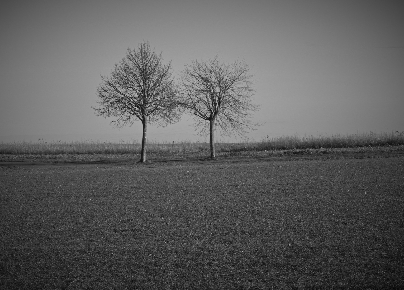 'lonely' trees