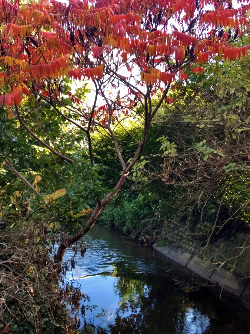 autumn reflections (2)