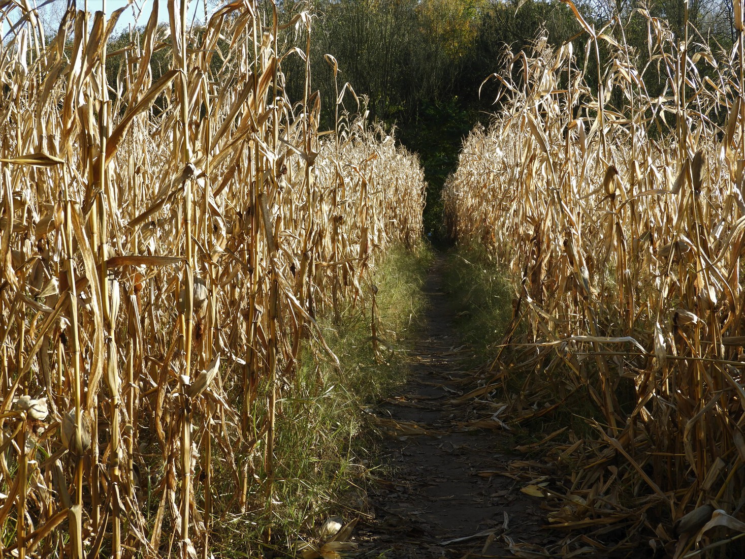 through the cornfields