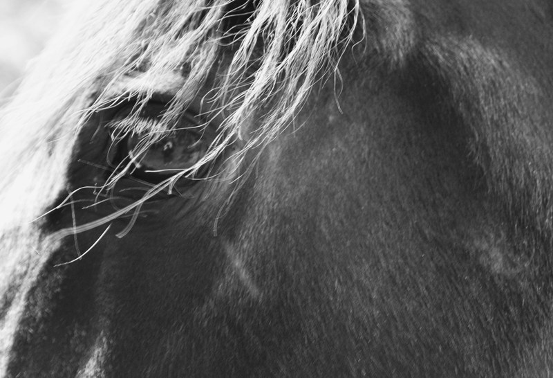 photographer in horse's eye